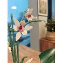 COIL Klocki konstrukcyjne zestaw kwiaty kwiat orchidea w doniczce 728 el.